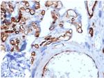 Fatty Acid Binding Protein 4 (FABP4) Antibody in Immunohistochemistry (Paraffin) (IHC (P))