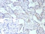 Fatty Acid Binding Protein 4 (FABP4) Antibody in Immunohistochemistry (Paraffin) (IHC (P))