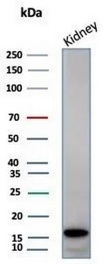 Fatty Acid Binding Protein (Liver)/FABP1 Antibody in Western Blot (WB)