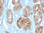 Fatty Acid Binding Protein (Liver)/FABP1 Antibody in Immunohistochemistry (Paraffin) (IHC (P))