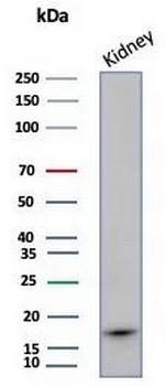 Fatty Acid Binding Protein (Liver)/FABP1 Antibody in Western Blot (WB)