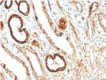 Fatty Acid Binding Protein (Liver)/FABP1 Antibody in Immunohistochemistry (Paraffin) (IHC (P))