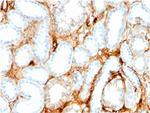 Fatty Acid Binding Protein (Liver)/FABP1 Antibody in Immunohistochemistry (Paraffin) (IHC (P))