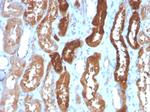 Heart Fatty Acid Binding Protein (H-FABP)/FABP3 Antibody in Immunohistochemistry (Paraffin) (IHC (P))