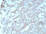 Heart Fatty Acid Binding Protein (H-FABP)/FABP3 Antibody in Immunohistochemistry (Paraffin) (IHC (P))