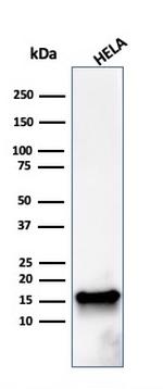 FABP5 Antibody in Western Blot (WB)