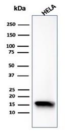 FABP5 (Marker of Metastatic Potential in Colorectal Cancer) Antibody in Western Blot (WB)