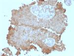 Protocadherin FAT2 (FAT Atypical Cadherin 2) Antibody in Immunohistochemistry (Paraffin) (IHC (P))