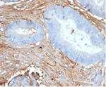 Fibrillin-1 (FBN1) (Marfan Syndrome Marker) Antibody in Immunohistochemistry (Paraffin) (IHC (P))