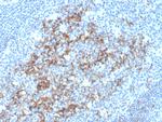 CD23 (Fc Epsilon RII) Antibody in Immunohistochemistry (Paraffin) (IHC (P))