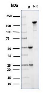 CD64 Antibody in SDS-PAGE (SDS-PAGE)