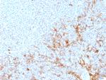 CD64/Fc gamma RI Antibody in Immunohistochemistry (Paraffin) (IHC (P))