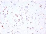 FCGRT/FcRn (IgG Transporter) Antibody in Immunohistochemistry (Paraffin) (IHC (P))