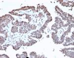 FOXI1/Forkhead Box Protein L1 (Transcription Factor) Antibody in Immunohistochemistry (Paraffin) (IHC (P))