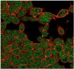 ZHX3 (Transcriptional Repressor) Antibody in Immunocytochemistry (ICC/IF)