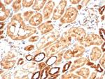 Aldo-keto Reductase Family 1 Member B1 (Adrenal Marker) Antibody in Immunohistochemistry (Paraffin) (IHC (P))