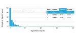 HIC2 (Hypermethylated in cancer 2) (Transcriptional Repressor) Antibody in Peptide array (ARRAY)