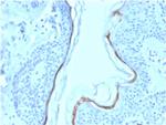 Filaggrin (Keratinocyte Differentiation Marker) Antibody in Immunohistochemistry (Paraffin) (IHC (P))