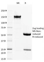 Filaggrin Antibody in SDS-PAGE (SDS-PAGE)