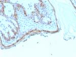 Filaggrin (Keratinocyte Differentiation Marker) Antibody in Immunohistochemistry (Paraffin) (IHC (P))