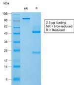 Filaggrin Antibody in SDS-PAGE (SDS-PAGE)