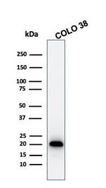 MART-1/Melan-A/MLANA Antibody in Western Blot (WB)