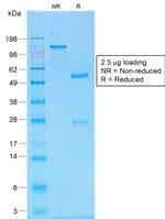 MART-1/Melan-A/MLANA Antibody in SDS-PAGE (SDS-PAGE)