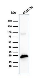 MART-1/Melan-A/MLANA Antibody in Western Blot (WB)