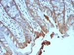 ICOS-L/ICOS Ligand/B7RP-1 (Immuno-Oncology Target) Antibody in Immunohistochemistry (Paraffin) (IHC (P))