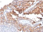 Fibronectin (Total) Antibody in Immunohistochemistry (Paraffin) (IHC (P))