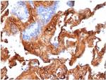 Fibronectin Antibody in Immunohistochemistry (Paraffin) (IHC (P))