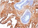 Fibronectin Antibody in Immunohistochemistry (Paraffin) (IHC (P))