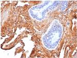 Fibronectin Antibody in Immunohistochemistry (Paraffin) (IHC (P))