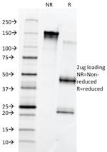 Fibronectin (8th Type III Repeat) Antibody in SDS-PAGE (SDS-PAGE)