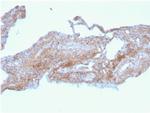 Fibronectin Antibody in Immunohistochemistry (Paraffin) (IHC (P))