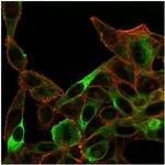 Sirtuin 3 (SIRT3) Antibody in Immunocytochemistry (ICC/IF)