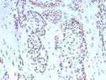 TARDBP TAR DNA binding protein/TDP43 Antibody in Immunohistochemistry (Paraffin) (IHC (P))