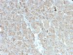 CELA3B/ELA3B Antibody in Immunohistochemistry (Paraffin) (IHC (P))