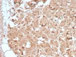 CELA3B/ELA3B (Pancreatic Function Marker) Antibody in Immunohistochemistry (Paraffin) (IHC (P))