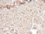 CELA3B/ELA3B (Pancreatic Function Marker) Antibody in Immunohistochemistry (Paraffin) (IHC (P))