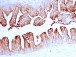 FOLH1/PSMA Antibody in Immunohistochemistry (Paraffin) (IHC (P))