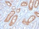 FOLH1/PSMA Antibody in Immunohistochemistry (Paraffin) (IHC (P))