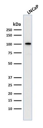 FOLH1/PSMA Antibody in Western Blot (WB)