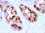 FOLH1/PSMA Antibody in Immunohistochemistry (Paraffin) (IHC (P))