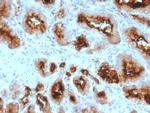 FOLH1/PSMA (Prostate Epithelial Marker) Antibody in Immunohistochemistry (Paraffin) (IHC (P))