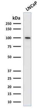 FOLH1/PSMA (Prostate Epithelial Marker) Antibody in Western Blot (WB)