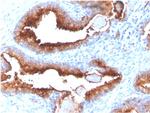 FOLH1/PSMA Antibody in Immunohistochemistry (Paraffin) (IHC (P))