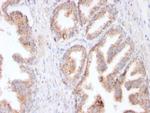 FOLH1/PSMA Antibody in Immunohistochemistry (Paraffin) (IHC (P))