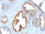 AMACR/p504S Antibody in Immunohistochemistry (Paraffin) (IHC (P))