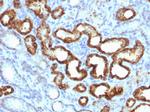 AMACR/p504S (Prostate Cancer Marker) Antibody in Immunohistochemistry (Paraffin) (IHC (P))